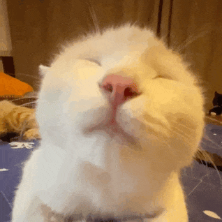 猫猫 亲亲 GIF 动图（猫猫 亲亲 GIF 动图）
