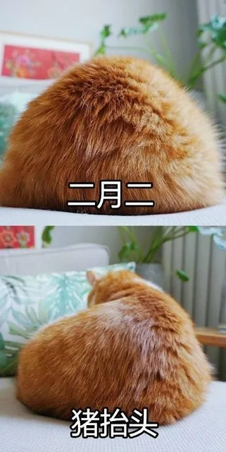 二月二，猪抬头（二月二，猪抬头）