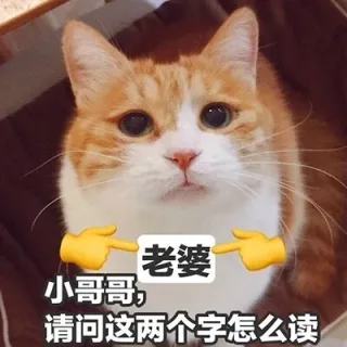 小哥哥，请问「老婆」这两个字怎么读
