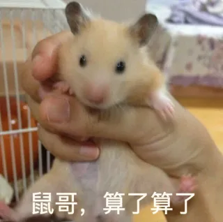 鼠哥，算了算了