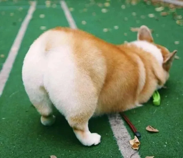 柯基小头像