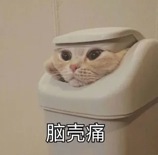 脑壳痛（猫咪）