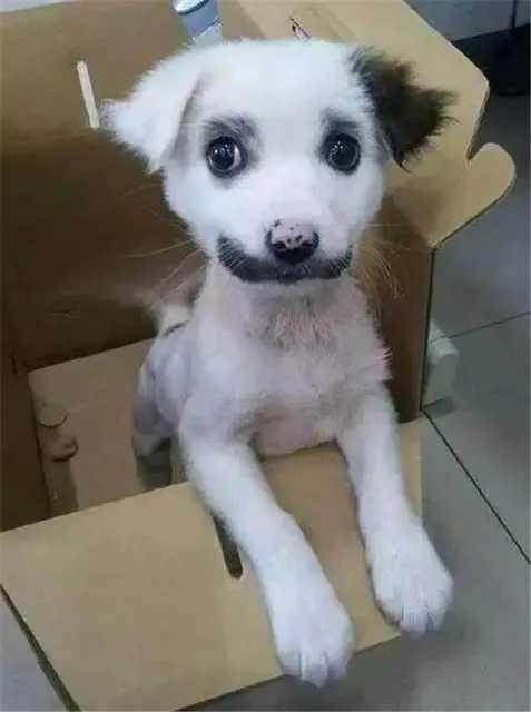 黑嘴巴狗狗