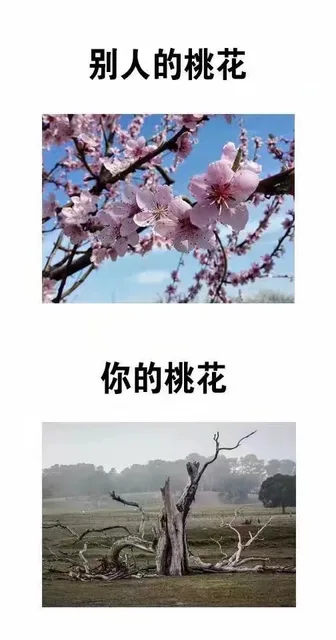 别人的桃花你的桃花