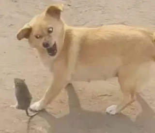 狗子抓老鼠