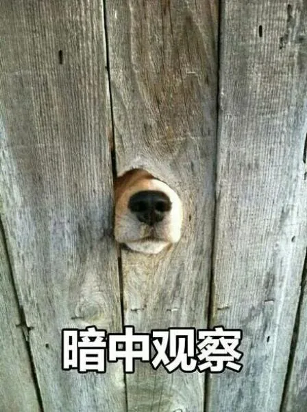 暗中观察（暗中观察）
