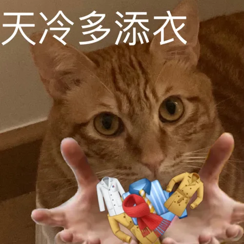 猫猫