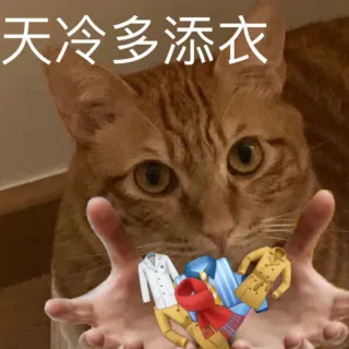 猫猫表情包