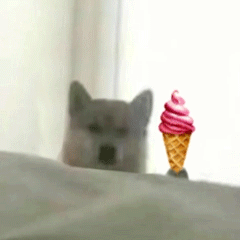 doge狗狗拿冰淇淋动图表情包（doge狗狗拿冰淇淋动图表情包）