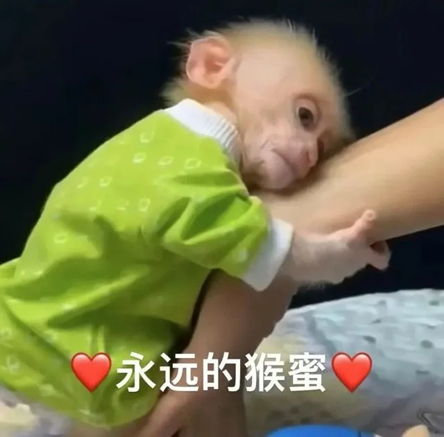 永远的猴蜜（永远的猴蜜）