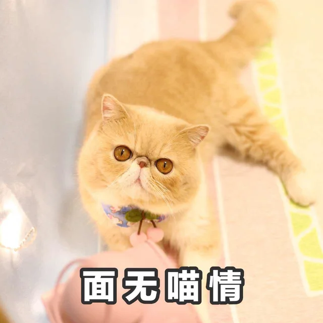 面无喵情