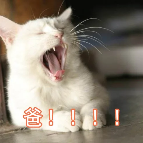 爸！！！（爸！！！）