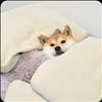 doge 睡觉