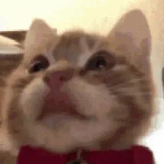 歪嘴猫猫表情包