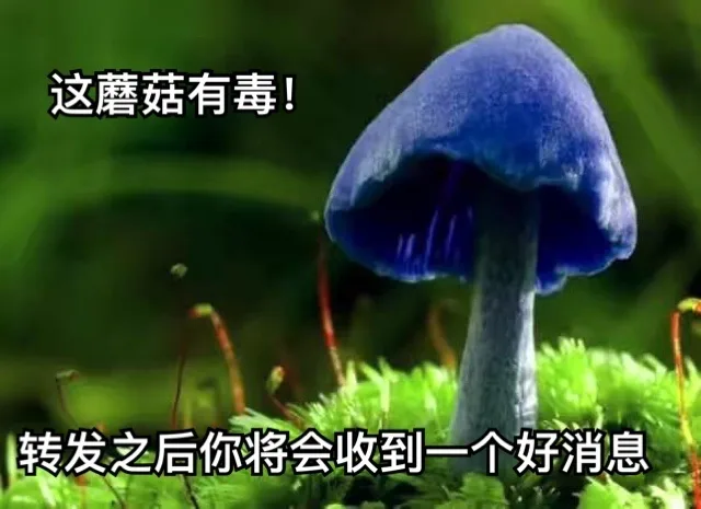 不管了这有毒，得转表情包