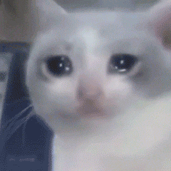 哭泣猫咪变幻表情包