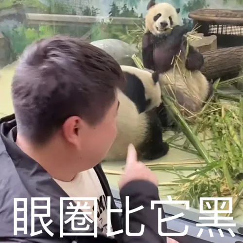 眼圈比它黑