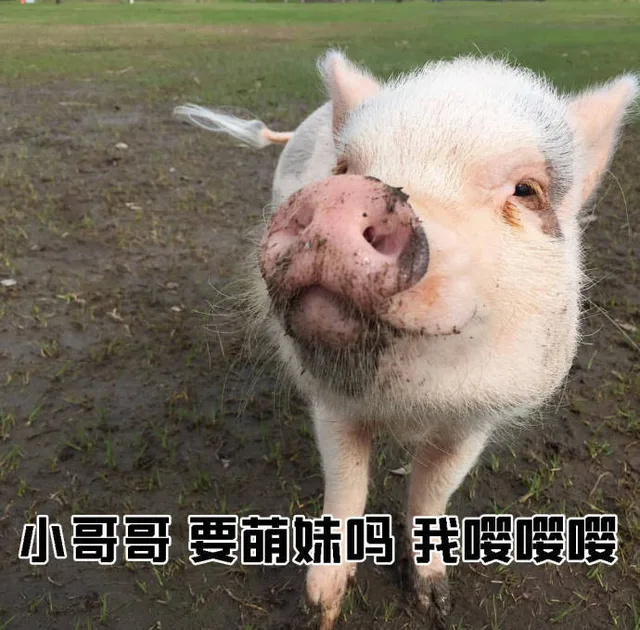 小哥哥要萌妹吗我喂嘤嗖