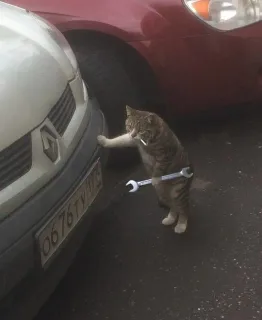 猫咪：维修费50条小鱼干