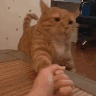 (猫咪动态表情包)
