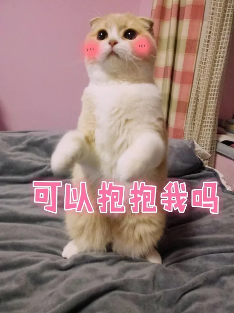 一只可爱猫咪表情包