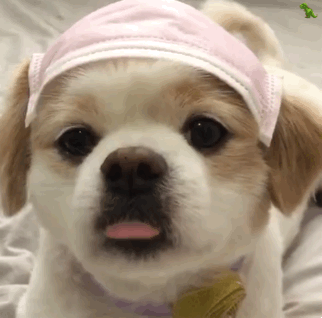 呆萌乖乖狗舔舌头 GIF（呆萌乖乖狗舔舌头 GIF）