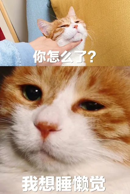 你怎么了？我想睡懒觉（猫咪表情包）