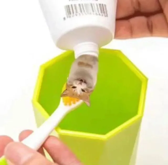 猫咪牙膏表情包（猫咪牙膏表情包）