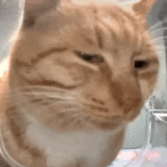 猫猫嫌弃眼神（猫猫嫌弃眼神）