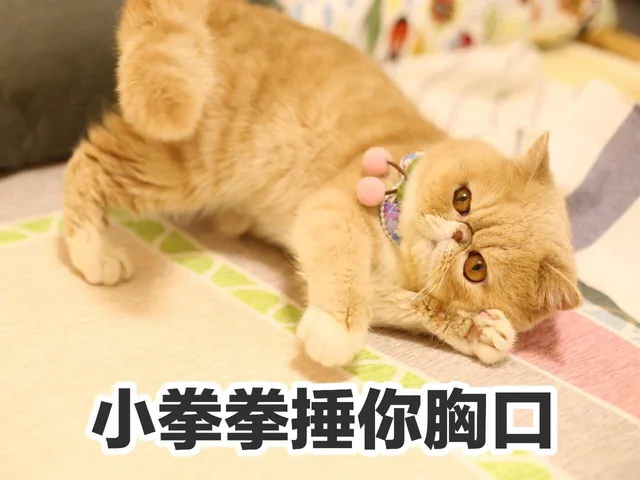 小拳拳捶你胸口