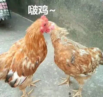 啵鸡~（啵鸡~）