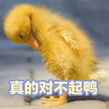 真的对不起鸭