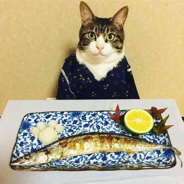 猫咪等着吃秋刀鱼
