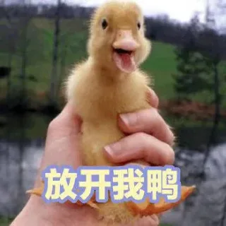 小黄鸭鸭鸭表情包