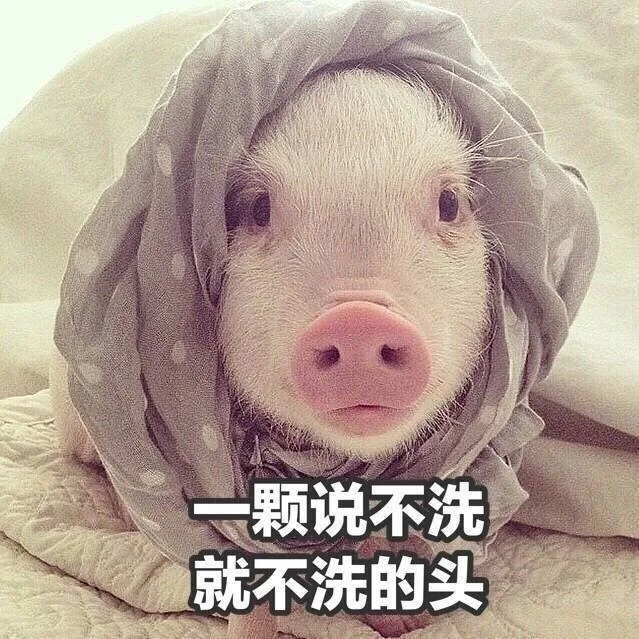 一颗说不洗就不洗的头（一颗说不洗就不洗的头）