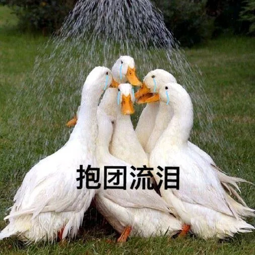 抱团流泪（抱团流泪）