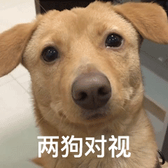 两狗对视（两狗对视）