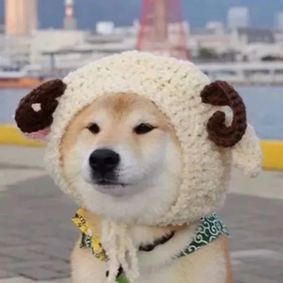 柴犬戴帽子（柴犬戴帽子）