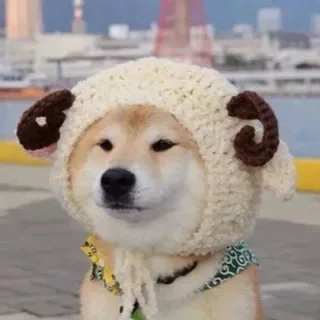 柴犬戴帽子