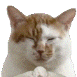 (猫猫拜拜 GIF 动图表情包)（(猫猫拜拜 GIF 动图表情包)）