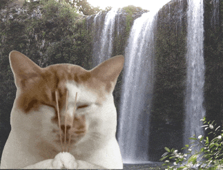 猫咪拜拜 GIF（猫咪拜拜 GIF）