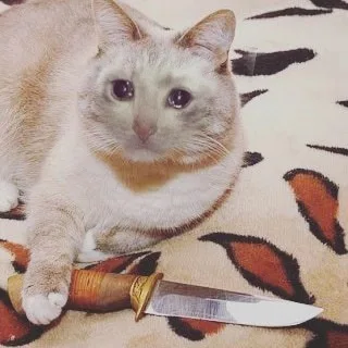 流泪猫咪提刀