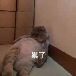 累了(猫猫表情包)