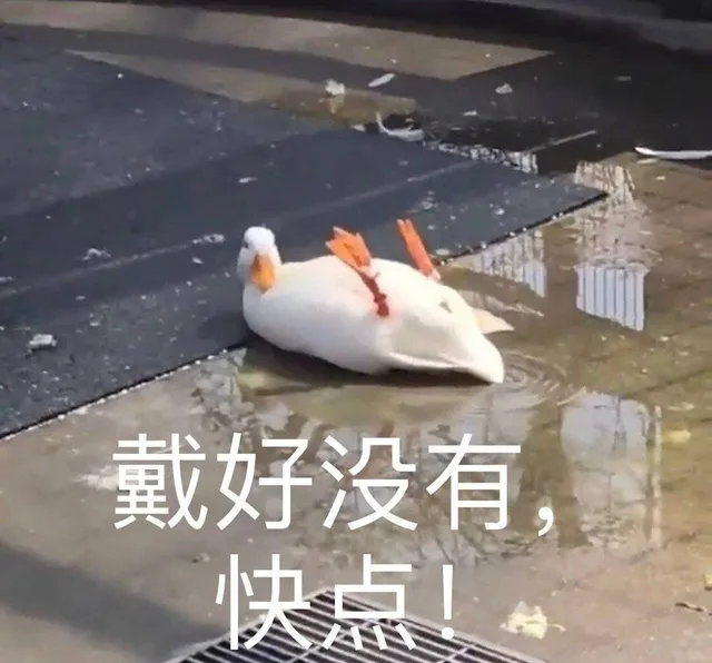 戴好没有，快点！（鸭鸭表情包）（戴好没有，快点！（鸭鸭表情包））