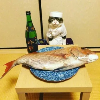 喵：赶紧拍，拍完老子要开动了_猫咪_萌萌哒表情包