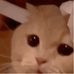臭狗