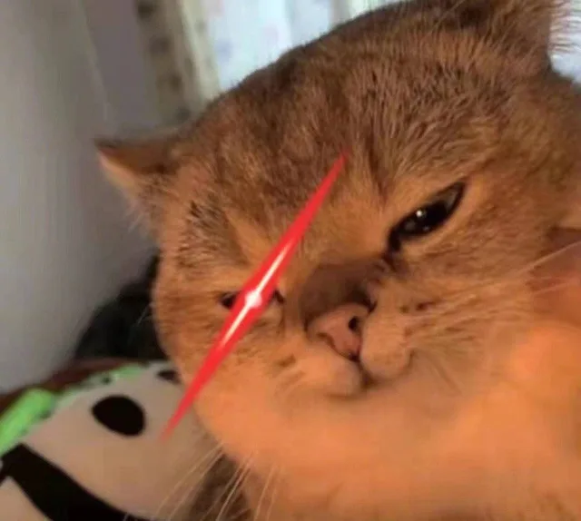 猫猫表情包（猫猫表情包）