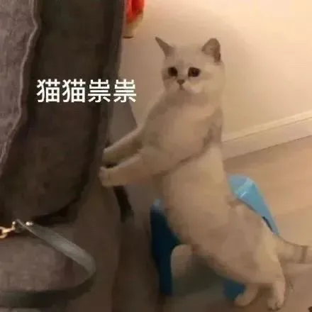 猫猫祟祟（猫猫祟祟）