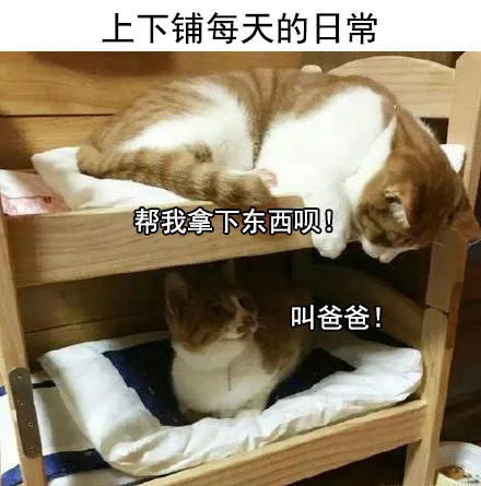 上下铺每天的日常帮我拿下东西呗!爸爸!