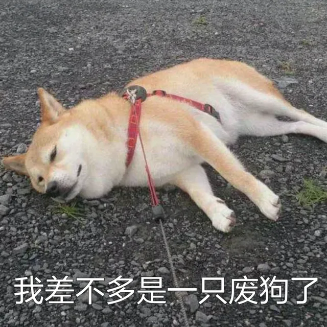 我差不多是一只废狗了